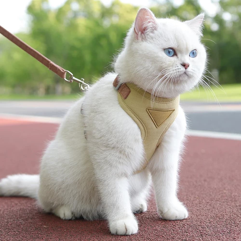 Chat chiot fournitures de marche en plein air mode harnais et laisse pour animaux de compagnie ensemble pour petits chiens chats respirant Durable