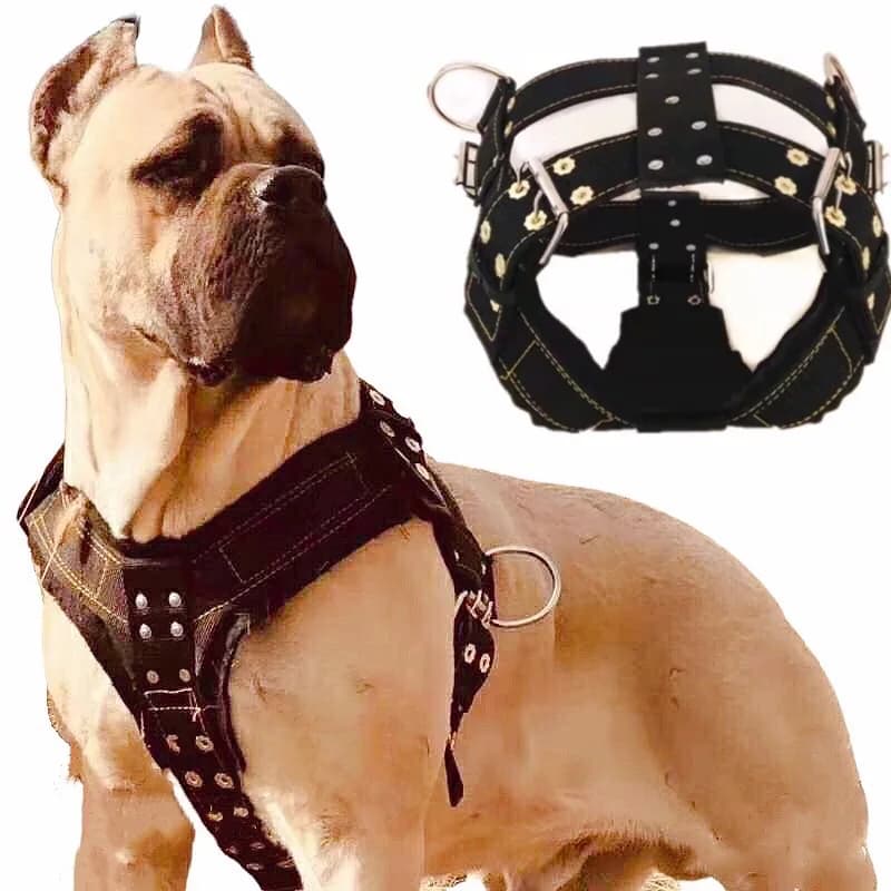 Collier de chien SFP pour grand chien, Pit Bull, gros chien, laisse, glaCollar, produits pour animaux de compagnie à la mode, accessoires pour
